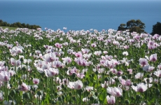 Bass Strait Poppies.